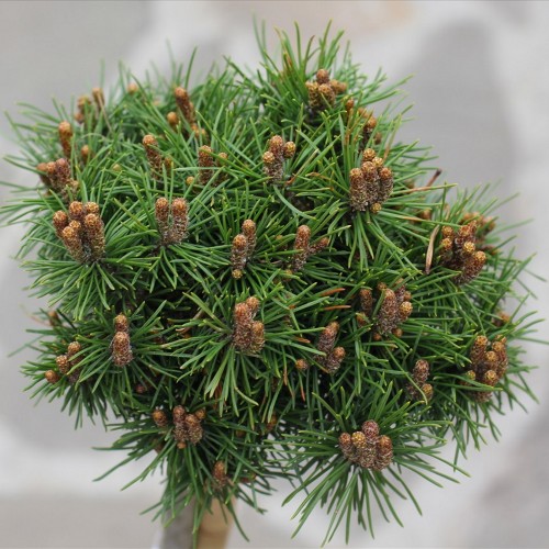Pinus mugo 'Mini Mini' - Mägimänd 'Mini Mini' C2/2L